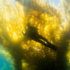 La Jolla Scuba Diving