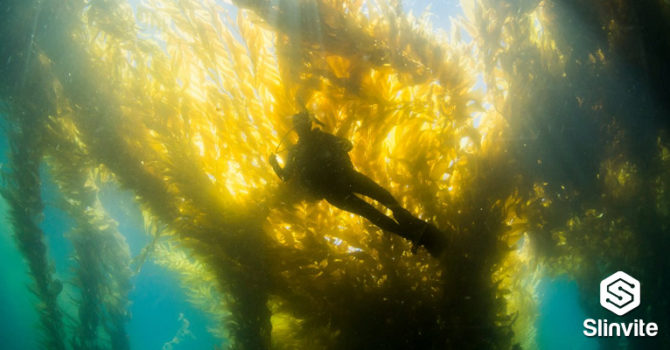 La Jolla Scuba Diving